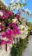 Blooms of Kamadhoo